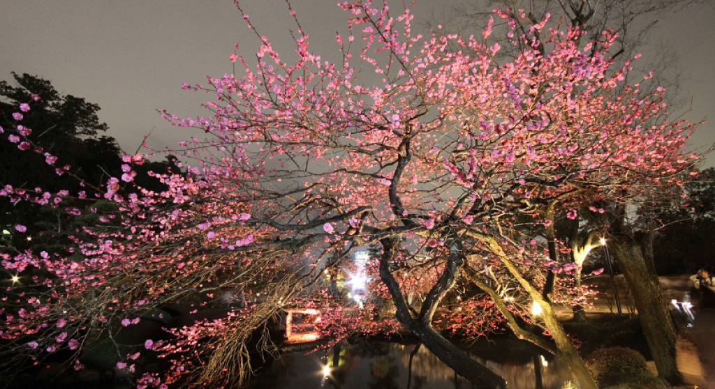 夜梅祭りのイメージ